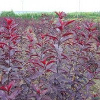綠茵苗木：紅葉李、紫葉李