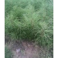 葡萄苗、花椒苗、白皮松、側柏、垂柳、刺槐苗、毛白楊