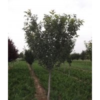 優(yōu)質(zhì)綠化苗：側(cè)柏苗、龍柏苗、冬青、扶芳藤