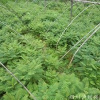 藍(lán)花楹苗，重慶藍(lán)花楹苗，藍(lán)花楹苗圖片