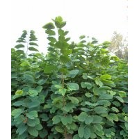 瀘州興隆園林公司供應(yīng)羊蹄甲苗，羊蹄甲苗價(jià)格
