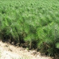 供應各種規(guī)格樟子松（杯裝苗、裸根苗）、油松、云杉、側柏、丁香