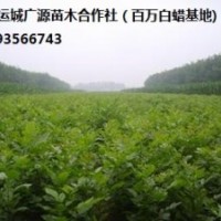 白蠟小苗出售、一年生白蠟小苗（100萬株）量大價(jià)格優(yōu)惠