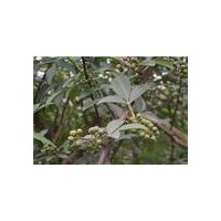 供應(yīng)花椒苗批發(fā)花椒苗花椒苗哪里有
