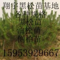 黑松價(jià)格行情趨勢(shì)