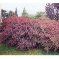 紅葉小檗優(yōu)質(zhì)小苗
