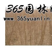 山西刺槐小苗出售、1年生刺槐苗、價(jià)格優(yōu)惠貨源充足
