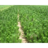 供應(yīng)油松2.5米-3米【山西民生苗圃】