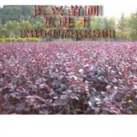 紅花繼木