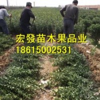 低價供應(yīng)冬青苗