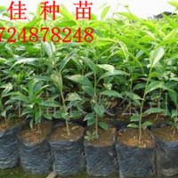 大量供應(yīng)白木香種苗 提供培育技術(shù)成活率高規(guī)格20~100CM