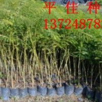 鳳凰木批發(fā)商供應(yīng)鳳凰木樹(shù)苗鳳凰木小苗鳳凰木種苗鳳凰木袋苗