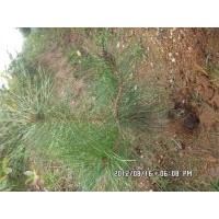 現(xiàn)有大量1-3年油松、側(cè)柏裸根苗和容器袋苗及土球大苗出售