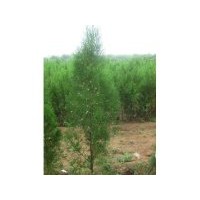 現(xiàn)貨供應(yīng)1-3年側(cè)柏裸根苗和容器袋苗及土球大苗