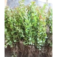 江蘇紫薇芽苗紫薇芽苗價格紫薇芽苗種植基地