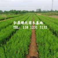 供應側(cè)柏苗 側(cè)柏苗價格 側(cè)柏苗苗圃