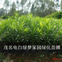 供應(yīng)茂名電白臺(tái)灣蘭嶼羅漢松小苗