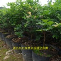 供應樹葡萄（嘉寶果）小苗