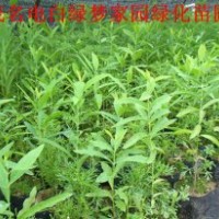 供應檀香小苗，印度老山檀香苗