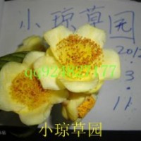 供多種規(guī)格的金花茶苗最新供應