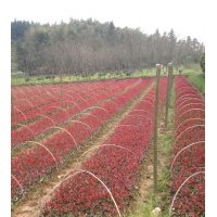 紅葉石楠金華地區(qū)最新報價
