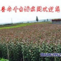 北美海棠苗木，芽苗，半成品苗，實(shí)生苗，成品苗