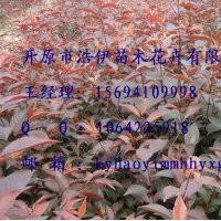 金葉復(fù)葉槭，紫葉稠李。密枝紅葉李，王族海棠，五角楓等喬灌木