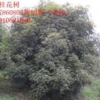 3米 4米 4.5米冠叢生桂花樹出售