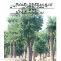 供應(yīng)法桐、國槐、白臘、銀杏、合歡等