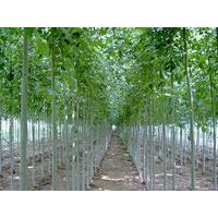 大量供應：速生白蠟，速生國槐