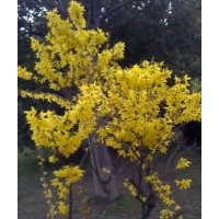 大量供應(yīng)連翹，薔薇，木槿，紅瑞木等