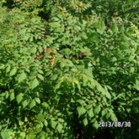北欒小苗田間管理技術(shù) 北欒苗出售價(jià)格信息