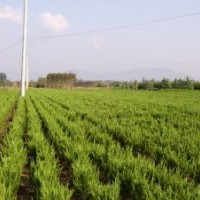 大量供應低價20cm____100cml龍柏球