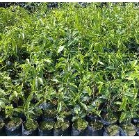 土沉香樹苗，白木香苗，土沉香苗