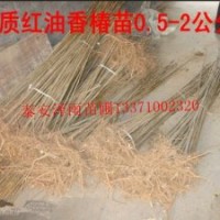 山東泰安香椿苗，泰安黑油香椿苗，泰安紅葉香椿苗
