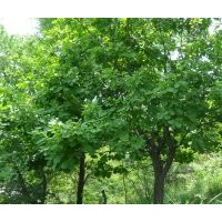 供應(yīng)刺槐、山楂、梨樹、蒙古櫟等