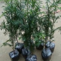 低價(jià)供應(yīng)南方紅豆衫，紅豆衫苗，紅豆衫盆栽苗
