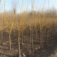 河北琴琴苗木基地國(guó)槐欒樹(shù)垂柳,金葉槐金葉榆,五角楓白蠟