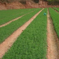 供一年生楓香木荷 香樟苗 20-50公分高杉樹苗 濕地松