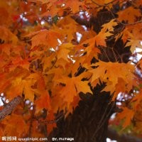 供應(yīng)國(guó)槐、五角楓