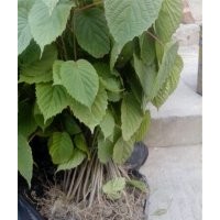 云南珙桐鴿子樹(shù)