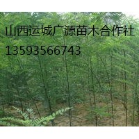 國(guó)槐小苗出售、大量國(guó)槐小苗低價(jià)供應(yīng)