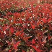 【紅葉石楠】小苗 庭院花園植物 國道省道綠化專用苗木