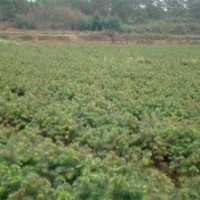 江西杉苗，江西造林苗，江西杉樹小苗，江西杉木苗