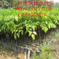 廣傘楓種苗批發(fā)商大量批發(fā)供應(yīng)優(yōu)質(zhì)廣傘楓種苗廣傘楓營養(yǎng)苗廣楓