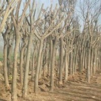 山西苗圃國槐價(jià)格國槐圖片哪里找