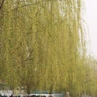 河北柳樹