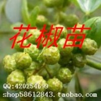 皂角苗 2年生皂角苗 大刺皂角苗大量供應