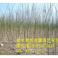 供應0.6-5公分速生國槐 山東泰安速生國槐