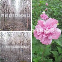 保鮮包成活紅花木槿樹苗批發(fā)重瓣紅花木槿苗價格